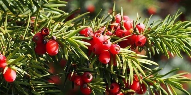 4种整株都有香味的树,家里养一棵,不生虫,还能四季飘香