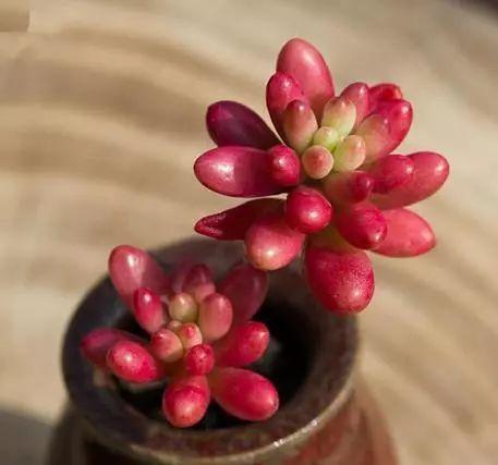 最难养死的7种多肉,谁还能养死