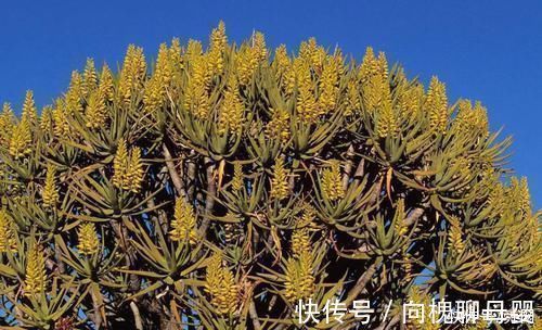 马萨德|神奇!这个开花树居然可以长成这样震撼世人!真是太美了