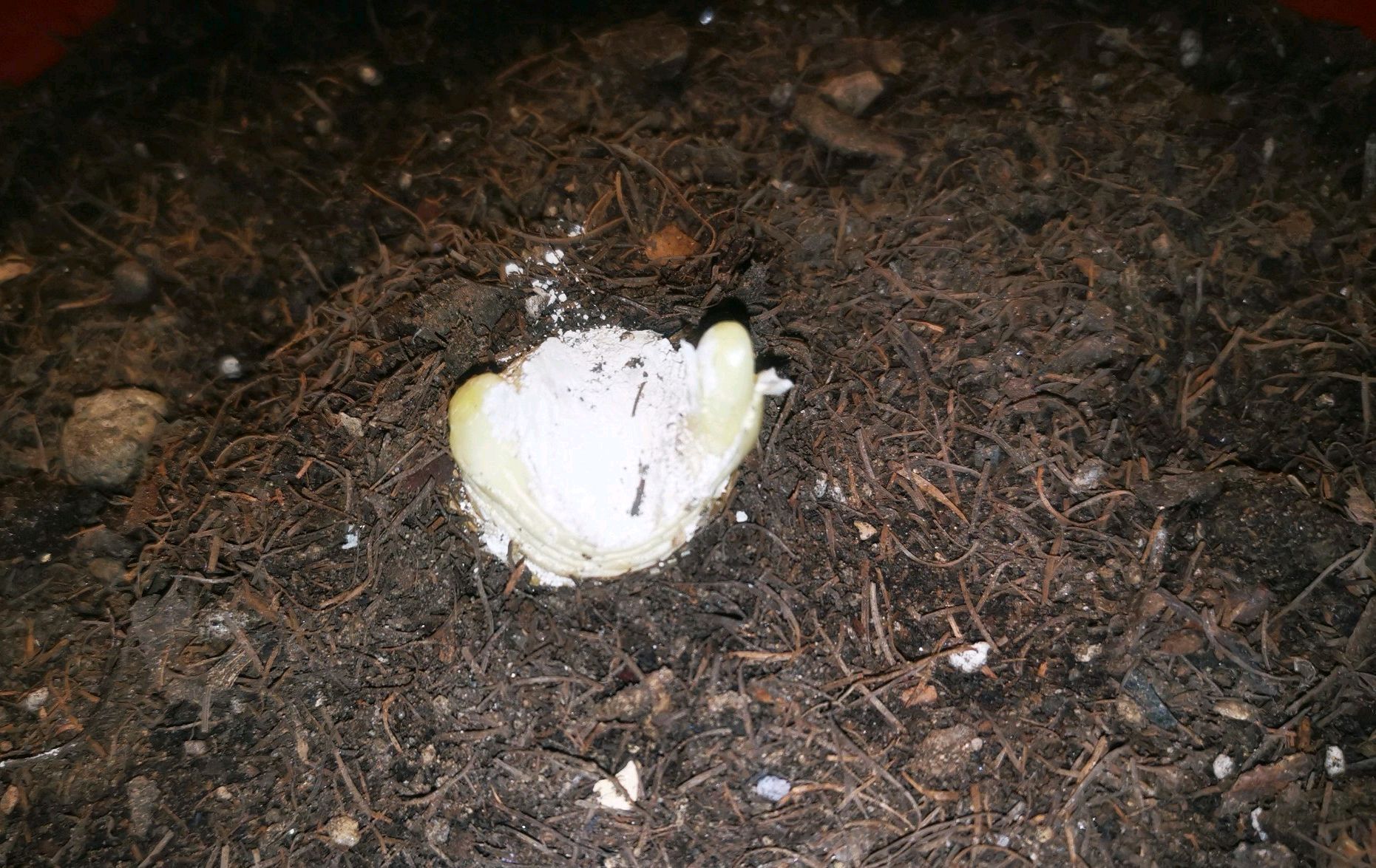 群兰|君子兰心叶腐烂一年了还不长新芽怎么办不砍头憋群兰更待何时