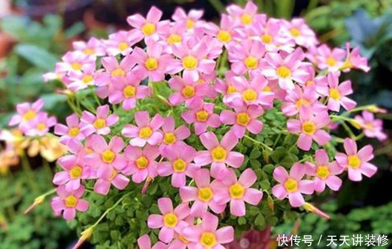 这5种花爱“生崽”,今年种一棵,来年变“一堆”,好养又省钱!