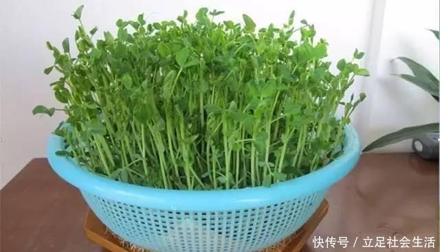 家里种几盆懒人菜,沾土就冒芽,新鲜又好吃,天天轮流摘!