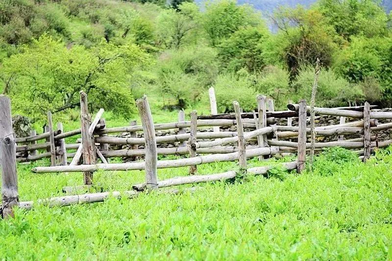 概念|野腾心概念：卓西牧场 7.28 想带你一起，去看“小塔公草原”的闲云牛马！