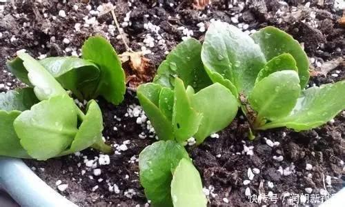 阳台|叶片肥嘟嘟,开花大又艳,自己扦插长寿花,不花钱长得满阳台都是