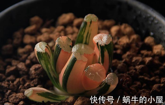 市价值为4万的多肉长什么样儿,感觉都快成精了