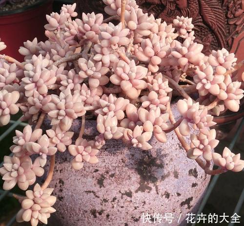 健壮|养多肉姬秋丽,喂点大补肥,根茎健壮冒新叶,好像多肉小公主!