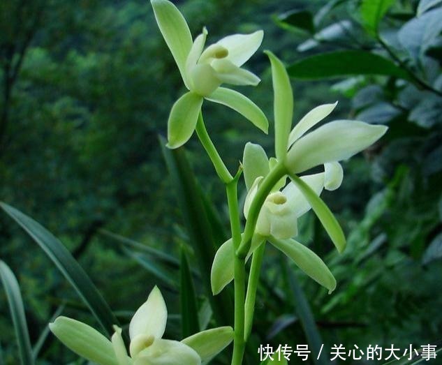 兰花土加“一料”,安全度夏不烂根,猛窜笋芽,独苗变群兰老桩!