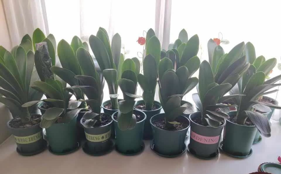 神奇！这5个养花偏方，养花超级好用