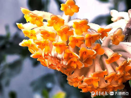 济南趵突泉公园的结香开出金黄花朵，散出浓郁幽香