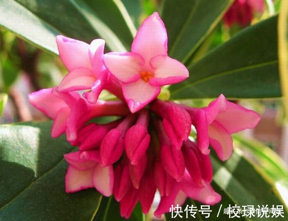 喜欢玫瑰,就试试“珍稀品种”香云,芳香四溢,花朵鲜艳,好美