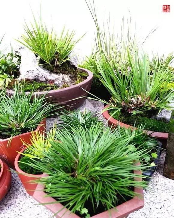 喝水|7种花,夏天太能“喝水”,一天浇一遍,10天爆满花