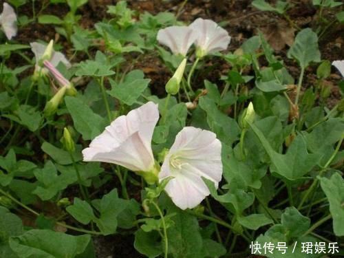 玉米田里的“恶草”，农民见到就烦，但嫩叶却是上佳野菜，别错过