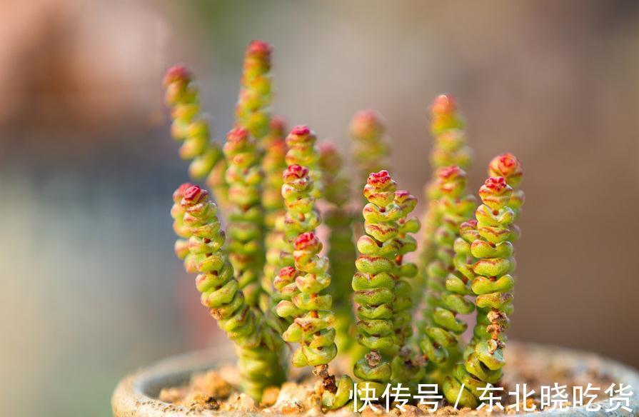 多肉植物什么环境适合养,什么人适合养,来看看您属于那一类