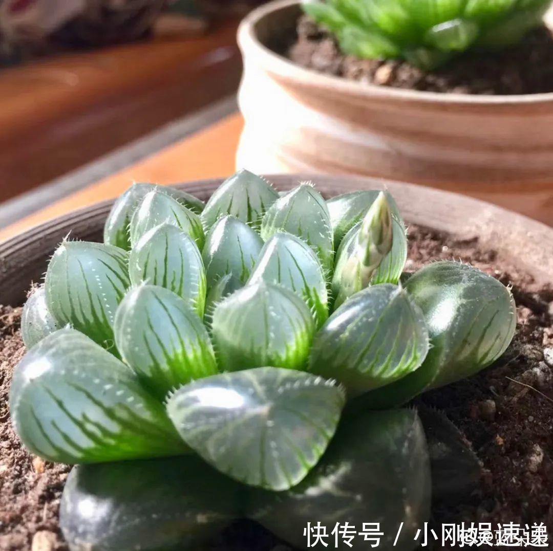 叶片|10种花特怕晒,越晒越黄叶,搬阴凉地儿才能活!