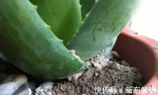 蚊香|浇水时加点小东西,植物用了呼呼长,连肥料都省了!