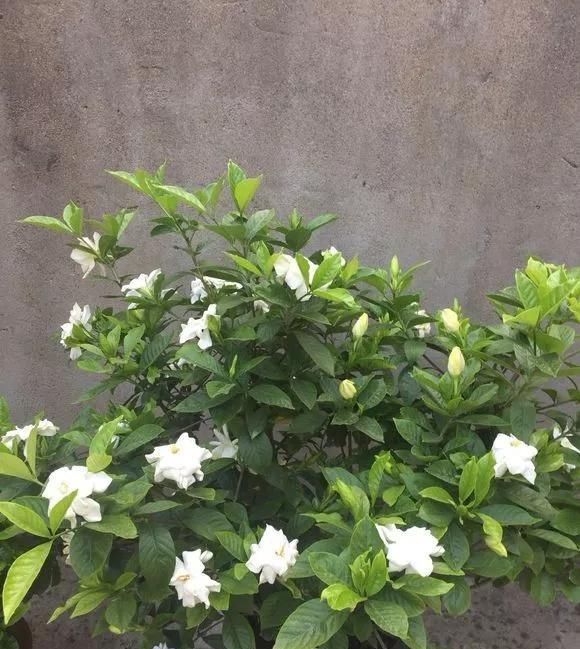 花肥|2斤西瓜皮丢桶里,加点水,不黄叶不烂根,花一开100朵
