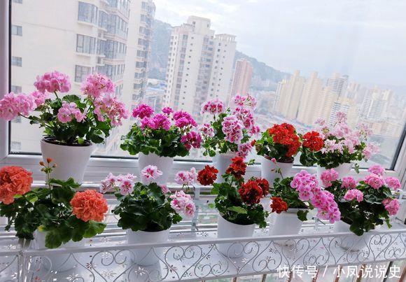 女人的阳台，别缺5种花，好养爱爆盆，一盆千百朵，枝头花苞满