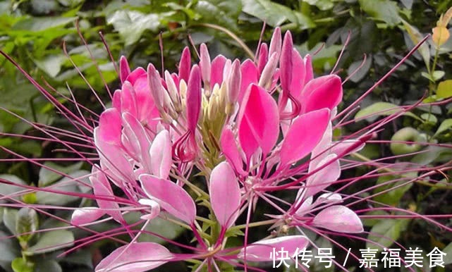 这“花”有意思，白天紧闭黄昏开，花如蝴蝶，入夏就开100多天