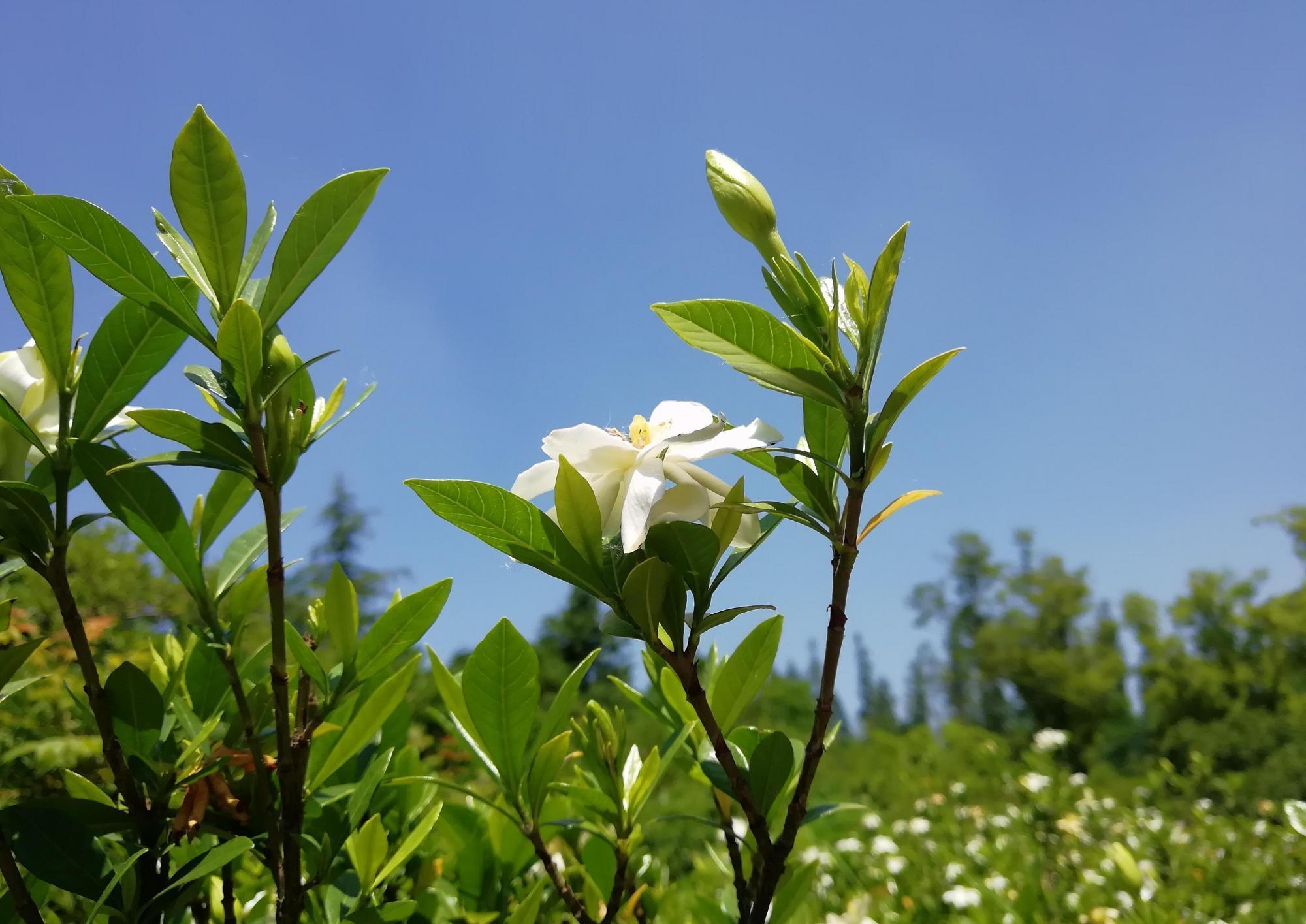 栀子花叶黄掉苞,是3大原因造成的,怎么办?