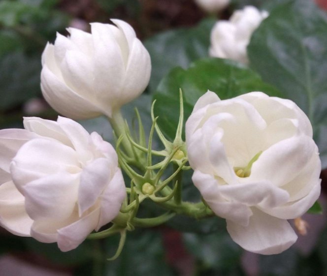 自然|这几种可以吸收尼古丁的植物,养在家中,让空气清新自然