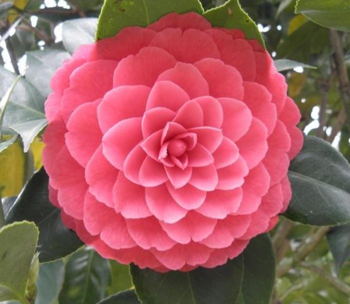 养花就养个花期长的，一次开花100朵，阳台开成花海！