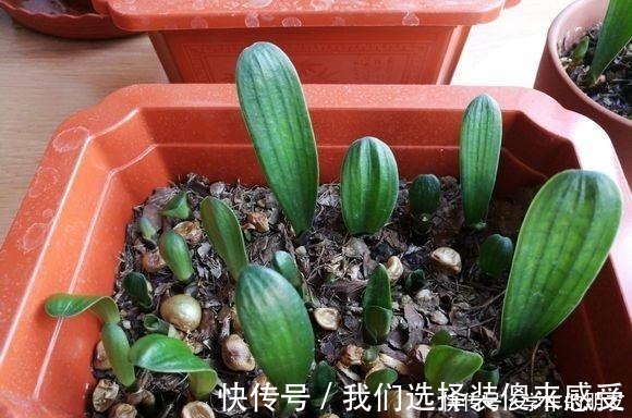君子兰|用2个方法,将黄豆处理一下,就是“花卉氮肥”,养啥都旺!