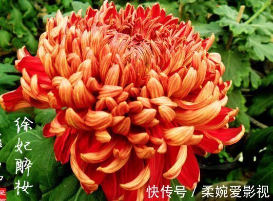 喜欢菊花,首选“菊中精品”徐妃醉妆,似秀丽妆容,美艳高雅!