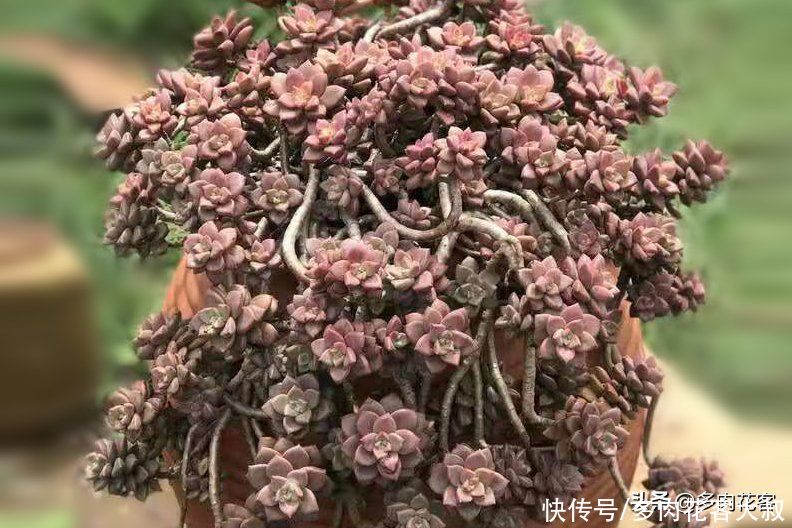 想把多肉养成老桩,那也要选对多肉,这几种才合适你