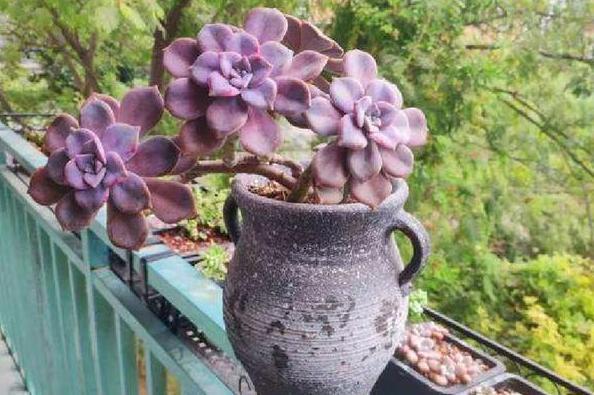 多肉徒长、叶片又肥又大该怎么解决2步操作,让它过夏就变美