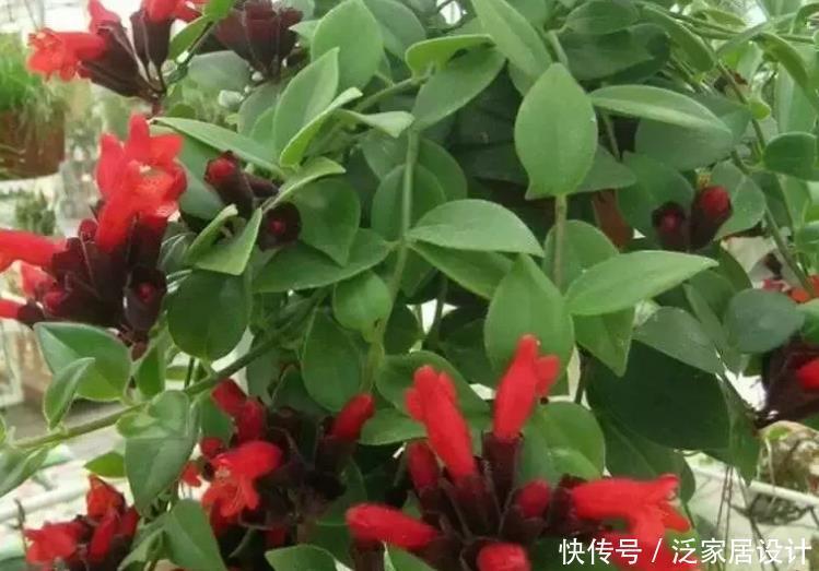 4种漂亮花,是花卉中的“佼佼者”,花大色艳,全年开花不断!