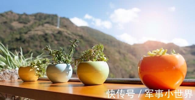 秋丽|养多肉却不会浇水,不用急,用好“四季浇水表”,不徒长不黑腐