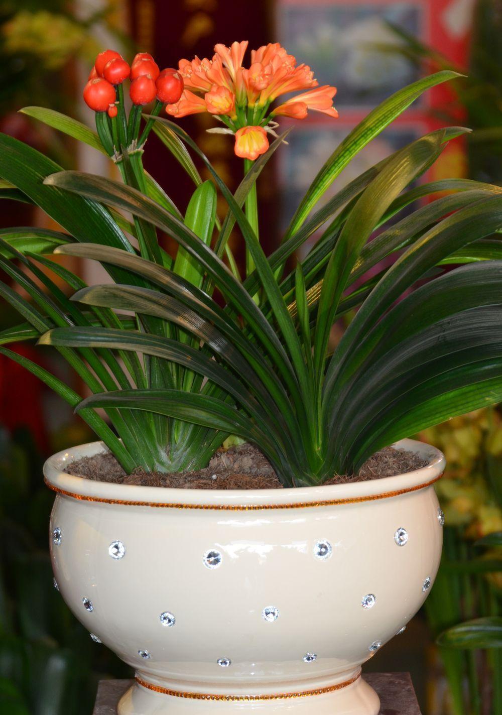 养好君子兰，根本不花钱，找点“废物”浇一浇，长成“极品兰”