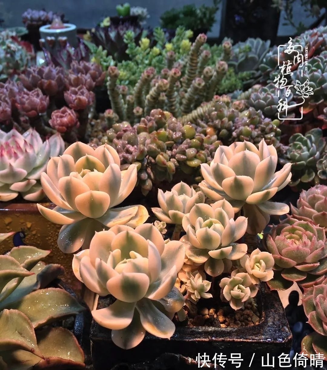 我与多肉植物百科的398天离别又重逢！