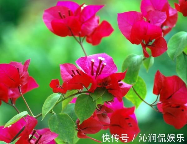 推荐几朵香香花，夏天开花不断，放在室内，香香一整夏，花开艳丽