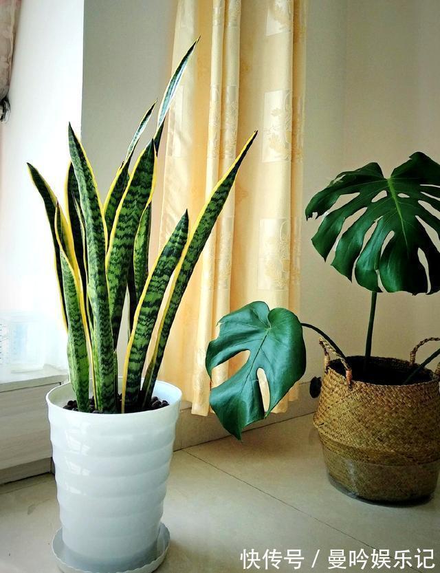 虎皮兰有“3怕2不喜”，难怪东倒西歪，从不出“新芽”