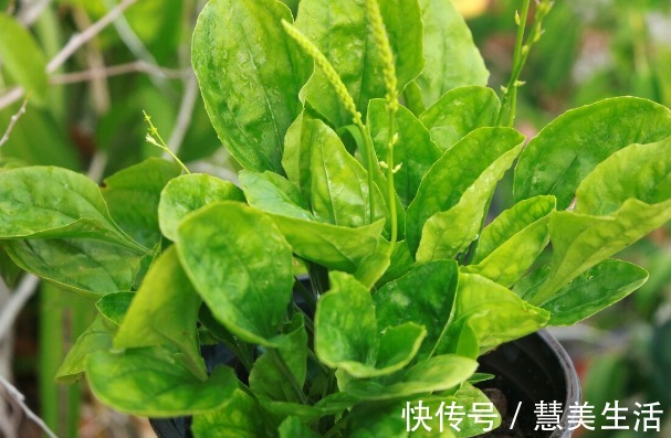 小根|65种野菜图片,带你认识不同的野菜和吃法,你想要的野菜这里都有
