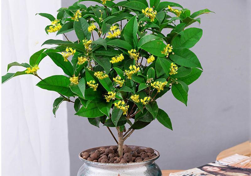 净化|养一棵桂花树盆栽,室内四季飘香