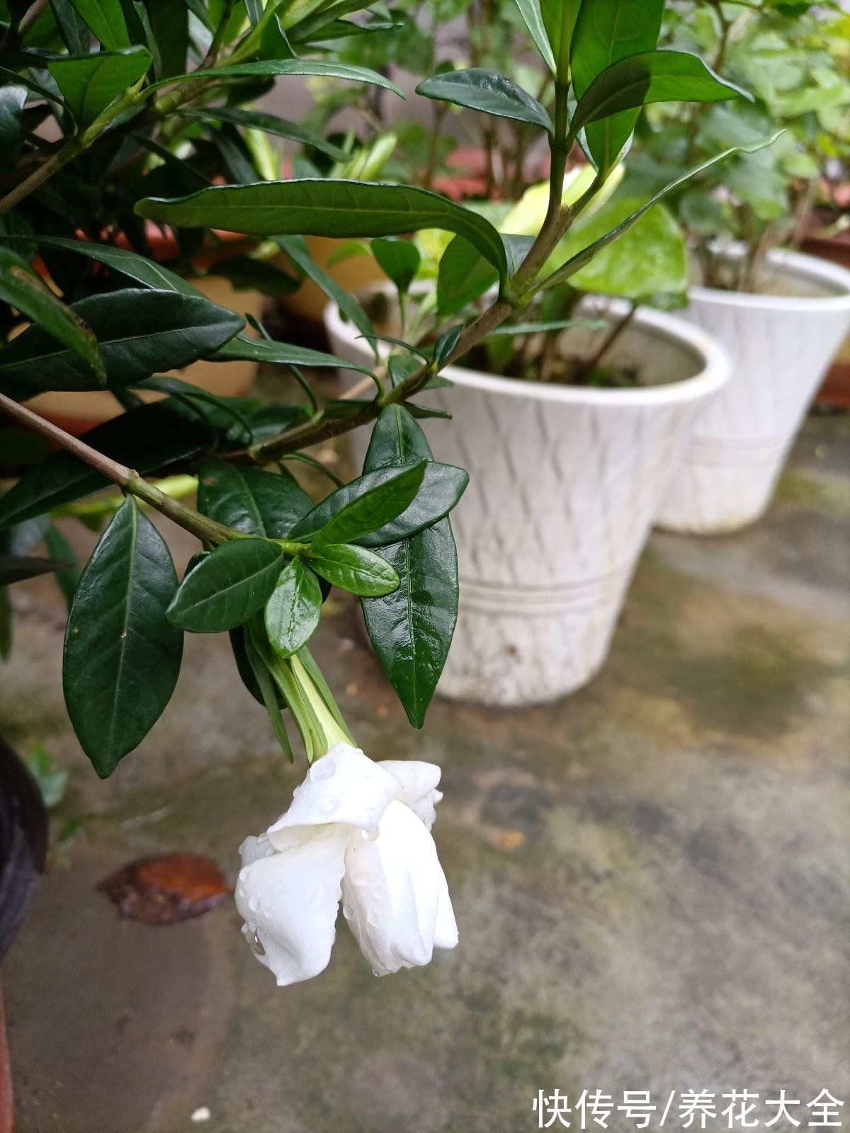 花友|“养花圈”最坑人的3种花,老花农都入过坑,买回家就是浪费钱