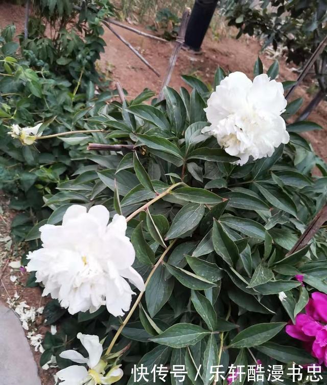 图片|漂亮的花卉图片欣赏