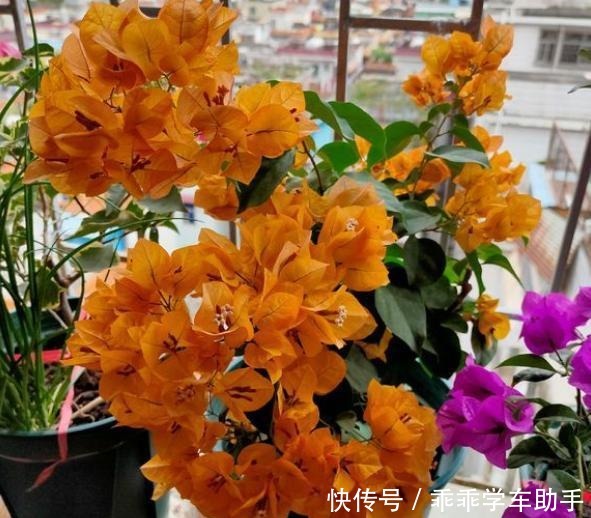 三角梅过冬有“讲究”,两种“情况”巧处理,安稳过冬,开满花!