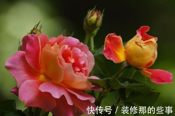 月月红|农历7月1号起,最适合养这些花,花开满屋子飘香,花色美轮美奂