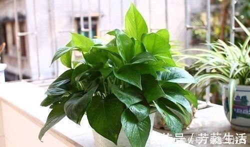 技巧|绿萝到底怎么浇水2个浇水技巧,学会浇水就能把绿萝养爆盆!