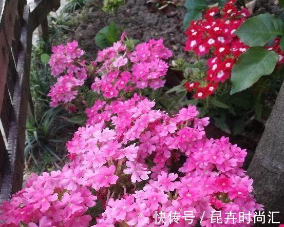天热阳台该种植什么花?15种''抗晒''植物,盆栽赏花不犯愁