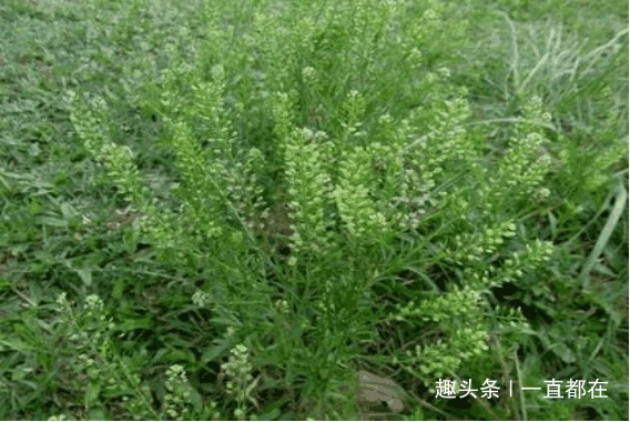 乳腺癌|农村有几种野菜，用于防治乳腺癌、冠心病、心脏病等症