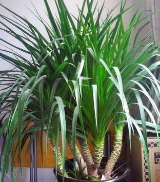  花钱|此种自然生长素，不花钱就有，养花浇1瓶，白根呼呼冒