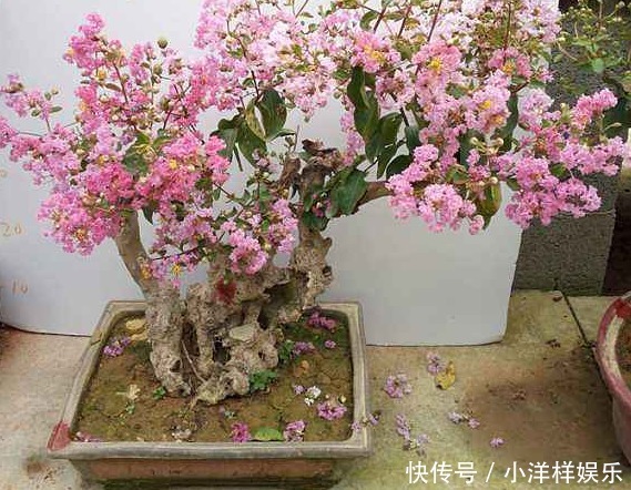 有3种夏季开的花,此时咔嚓“剪两刀”,侧枝变多,开花会更旺盛