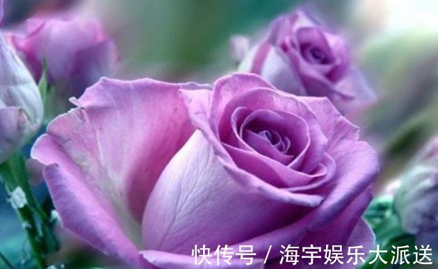 喜欢玫瑰,不如养盆“精品玫瑰”蓝宝石,芳香扑鼻,高雅迷人!