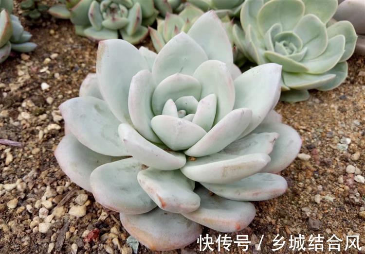 刚买来的多肉太瘦,告诉你这样栽变胖一倍