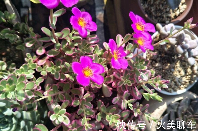 花中皇后|喜欢养花，不如养盆长寿花，花叶俱美，四季开花