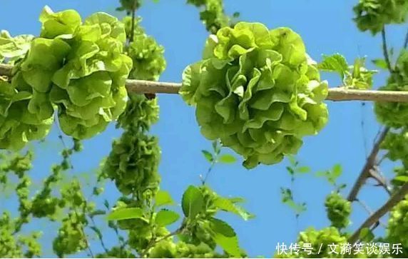 农村|东北农村的“好东西”,10年前穷人才吃,如今吃到“纯”的很难